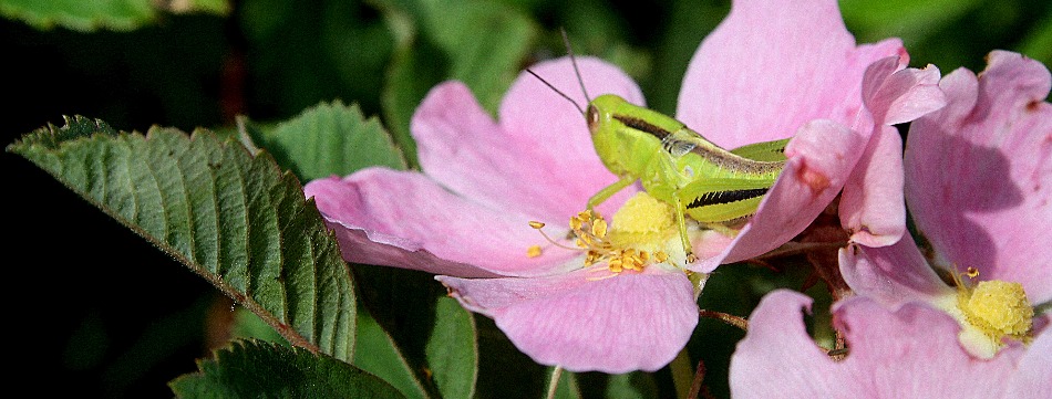 Grasshopper on Wild Prairie Rose