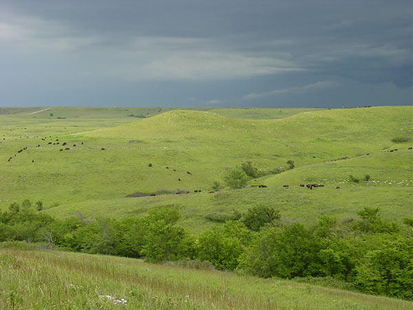 Herd in a storm
