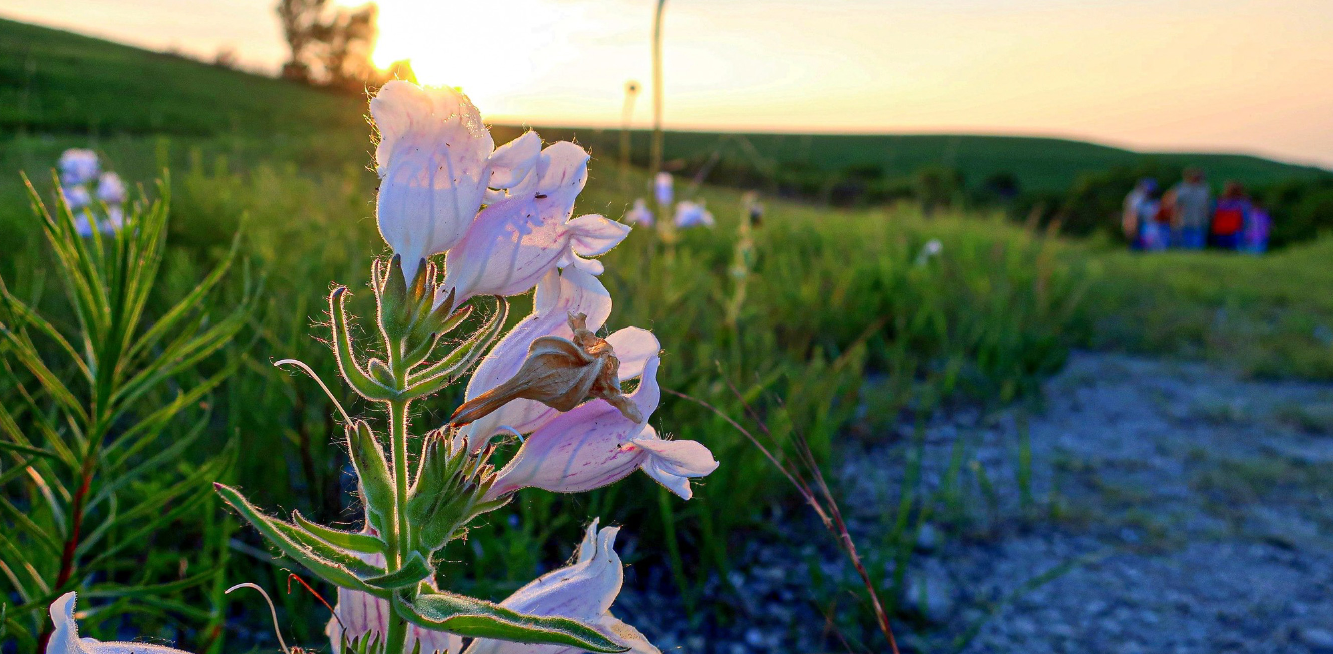 Wildflower Walk