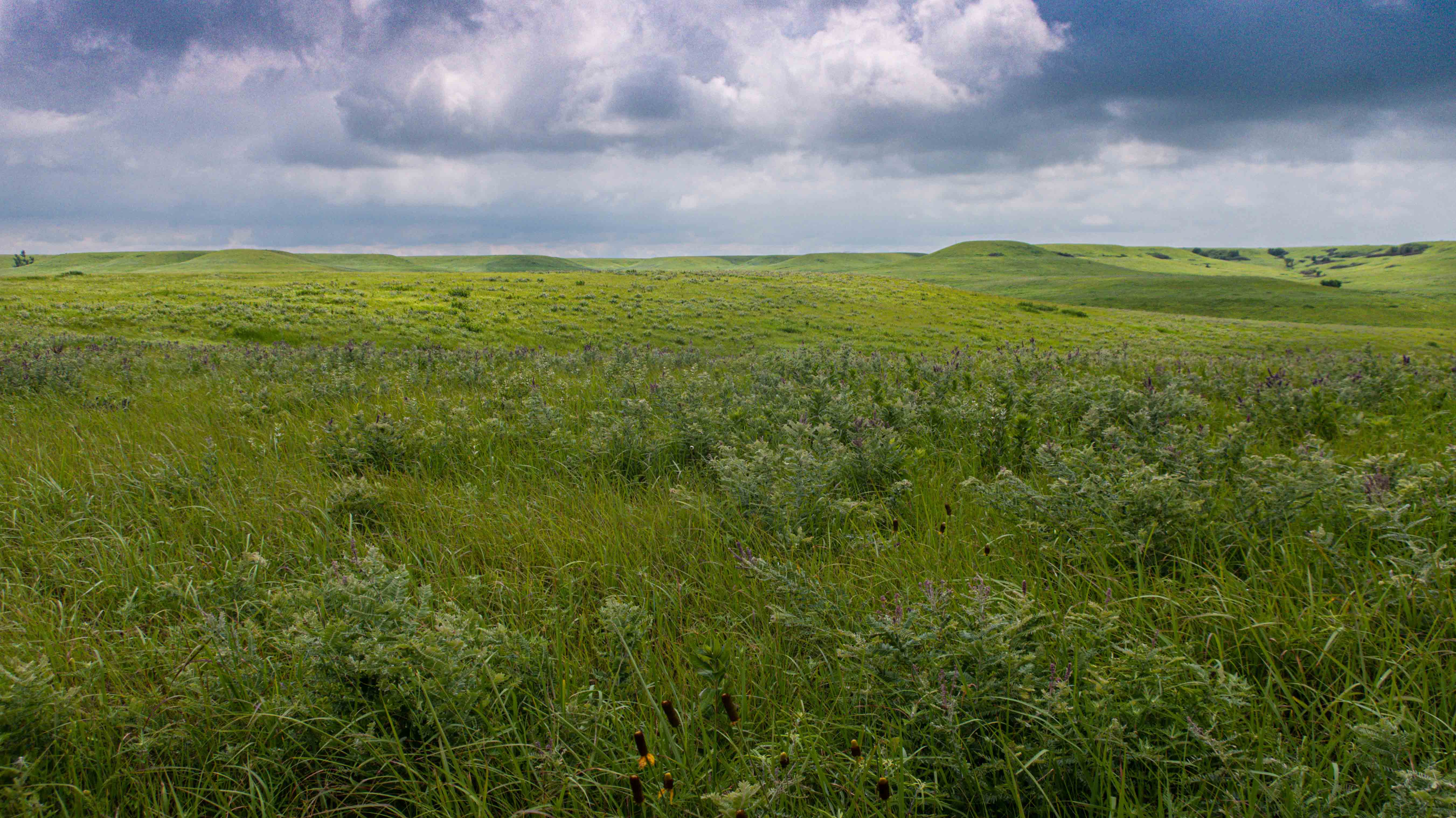 Prairie vista