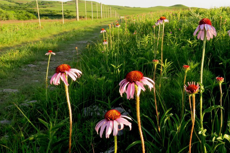 Konza Flowers