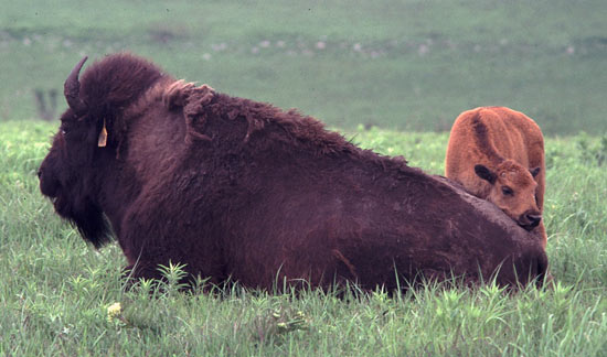 Bison cow and calf
