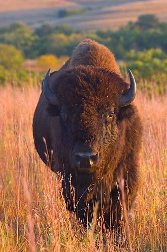 Bison bull